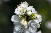 Cherry blossom buds - Other