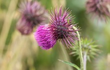 Musk thistle flower - Other