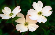 Flowering Dogwood Blossoms image - Other