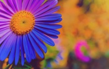 Colorful flower wallpaper - Other