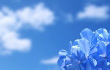 Flowers and sky wallpaper - Other