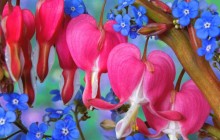 Bleeding Heart and Forget-Me-Not image - Other