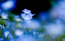Small flower wallpaper - Other