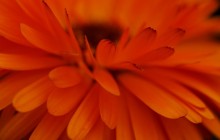 Flower photo gallery wallpaper - Other