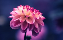 Best flower images - Other
