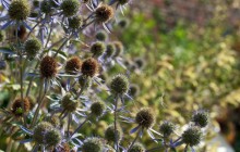 Web thistles wallpaper - Other