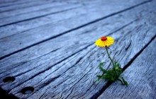 Flower on the wooden boards wallpaper - Other