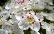 Hawthorne blossom wallpaper - Other