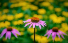 Pink coneflower wallpaper - Other