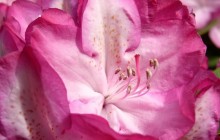 Pink Rhododendrons - Other