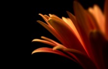 Flowers pictures wallpapers free download - Other