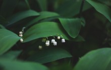 Lily of the valley flowers wallpaper - Other