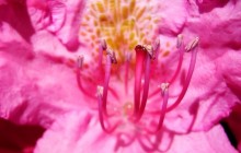 Pink Rhododendrons wallpaper - Other