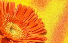 Colorful Gerbera Daisy wallpaper - Other