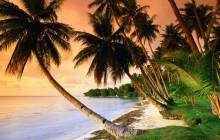 Palm tree wallpaper - Palm tree