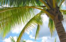 Palm tree images - Palm tree