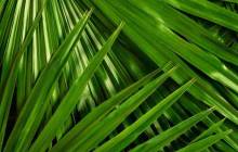 Palm tree leaves - Palm tree
