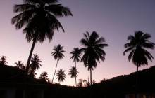 Twilight Palms wallpaper - Palm tree