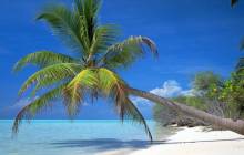 Palm tree beach - Palm tree