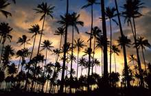 Palm tree sunset - Palm tree