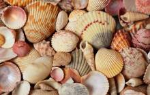 Sea shells wallpaper - Islands
