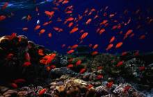 Underwater fish pictures - Underwater