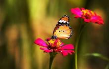 Beautiful butterfly wallpaper - Butterfly