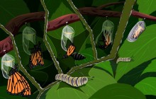 Caterpillars turn into butterflies - Butterfly