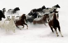 Running horse wallpaper - Horse