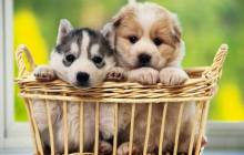 Cute puppy pictures - Dogs