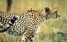 Hd leopard wallpaper - Leopards