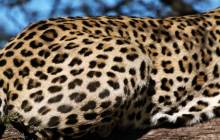 Leopard pictures - Leopards