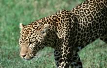Leopard wallpaper - Leopards