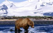 Grizzly bear wallpaper - Bears