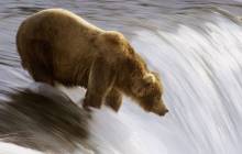 Bear wallpapers - Bears
