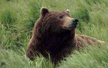 Bear wallpaper - Bears