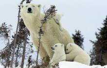 Polar bears wallpaper - Bears