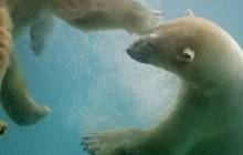 Underwater polar bears - Bears