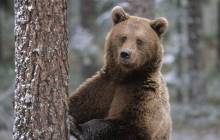 Brown bear wallpaper - Bears