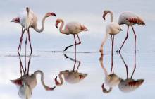 Flamingo wallpaper - Birds