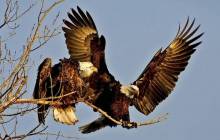 Eagle pictures - Eagles