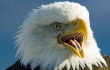 Bald eagle wallpaper - Eagles