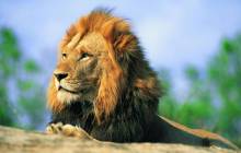 Lion wallpaper - Lions