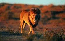 Lion pics - Lions