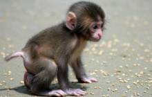 Baby monkey wallpaper - Monkeys