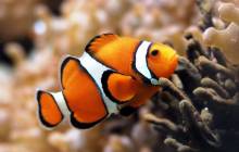 Finding Nemo clown fish - Finding nemo