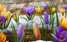 Spring flowers under the snow - Spring