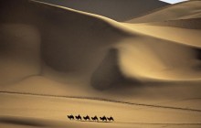 Camel Caravan Passes Through the Sands that Sing - China