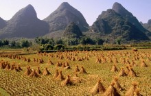 Harvested Rice Field - Li River Area - China