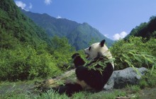 Giant Panda Eating Bamboo - Wolong Nature Reserve - China